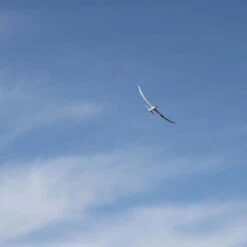 E-Flite Night Radian 2.0m BNF Basic -Radio Control & Model Shop EFL36500 8